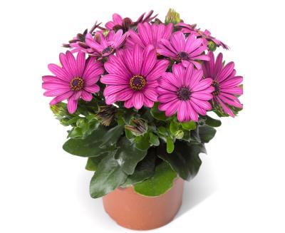 Диморфотека, Гор12, Выс15 в интернет гипермаркете «Планета Лета». Фото