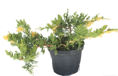 Можжевел.китайс.Ex.Variegata, Гор17, Выс40 в интернет гипермаркете «Планета Лета». Фото