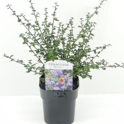 Цеанотус Делиля Генри Дефузе, Гор17 М в интернет гипермаркете «Планета Лета». Фото
