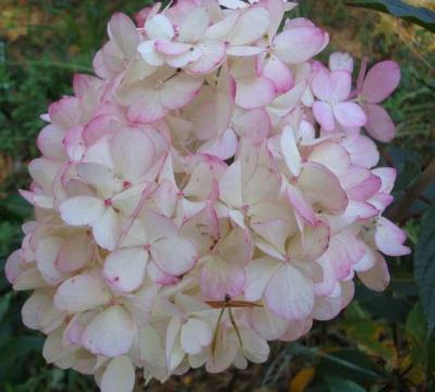 Гортензия метельчатая Фантом 7Ц в интернет гипермаркете «Планета Лета». Фото