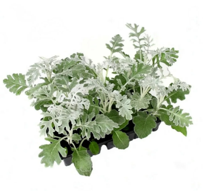 Цинерария клаета (1*9) М в интернет гипермаркете «Планета Лета». Фото