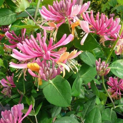 Жимолость гекротта  American Beauty, Гор17, Выс100 в интернет гипермаркете «Планета Лета». Фото