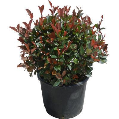 Фотиния краснолист.Little Red Robin ф.шар, C15, Выс20-25 И в интернет гипермаркете «Планета Лета». Фото