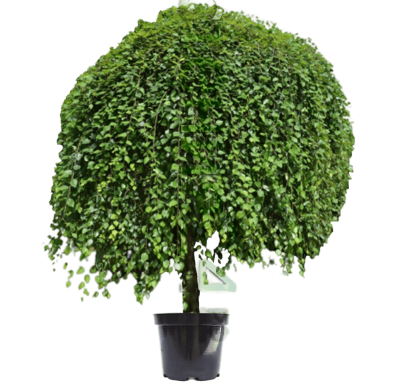 Береза черная Summer Cascade, С38 М в интернет гипермаркете «Планета Лета». Фото