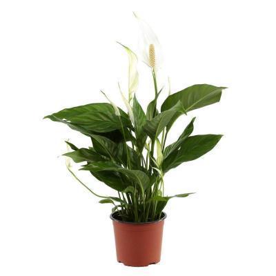 Спатифиллум Sweet Chico, Гор13, Выс60 в интернет гипермаркете «Планета Лета». Фото