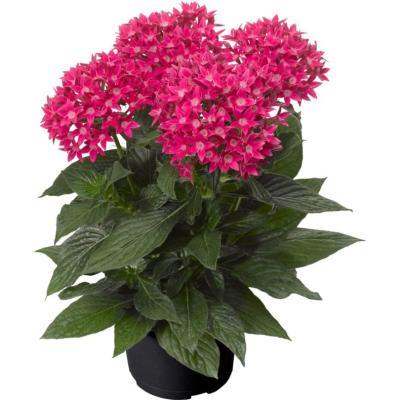 Пентас, Гор13 М в интернет гипермаркете «Планета Лета». Фото