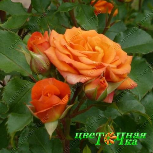 Роза миниатюрная Оранж беби 23 М в интернет гипермаркете «Планета Лета». Фото
