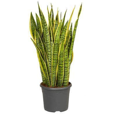 Сансевиерия Laurentii, Гор19, Выс40 в интернет гипермаркете «Планета Лета». Фото