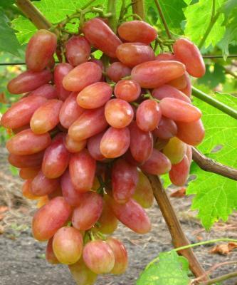 Виноград культурный Преображение (туба) в интернет гипермаркете «Планета Лета». Фото