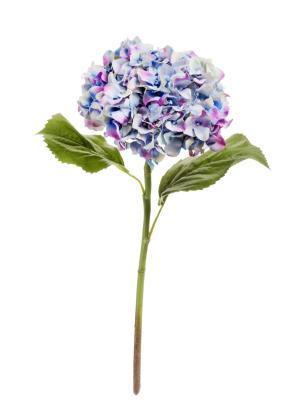 Гортензия "Holland Dry" сиренево-голубая с фиолетовым в-47 см, д-18 см 30.11170020LBR в интернет гипермаркете «Планета Лета». Фото