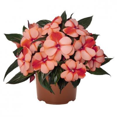 Бальзамин махровый "Рококо", Гор12 М в интернет гипермаркете «Планета Лета». Фото