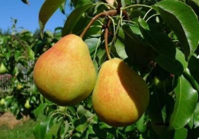 Груша Кафедральная (туба) в интернет гипермаркете «Планета Лета». Фото