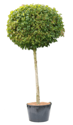 Клен платановидный Globosum штамб, Гор28, Выс12 в интернет гипермаркете «Планета Лета». Фото