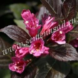 Вейгела цветущая Минор Блэк П в интернет гипермаркете «Планета Лета». Фото