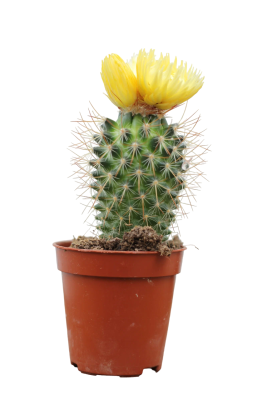 Кактус Stro с сухоцветами, Гор8, Выс32 в интернет гипермаркете «Планета Лета». Фото