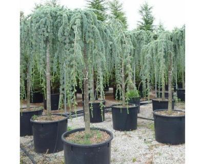 Бонсай Кедр атласский Glauca pendula, Гор26, Выс120-140 И в интернет гипермаркете «Планета Лета». Фото