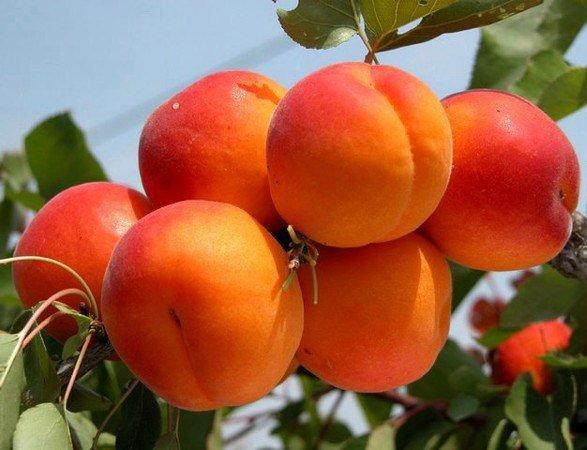 Абрикос колоновидный Звездный 2-летка С4 Выс120 в интернет гипермаркете «Планета Лета». Фото