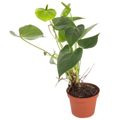 Антуриум Mix, Гор9, Выс25 в интернет гипермаркете «Планета Лета». Фото