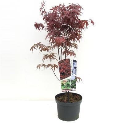 Клен пальм.Bloodgood, С15, Выс100 Б в интернет гипермаркете «Планета Лета». Фото