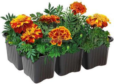 Тагетес откл. клаета (1*6) М в интернет гипермаркете «Планета Лета». Фото