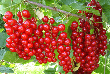 Смородина красная (перспективные сорта) Татьяна П в интернет гипермаркете «Планета Лета». Фото