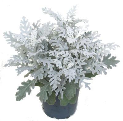 Цинерария, Гор9, Выс15 в интернет гипермаркете «Планета Лета». Фото