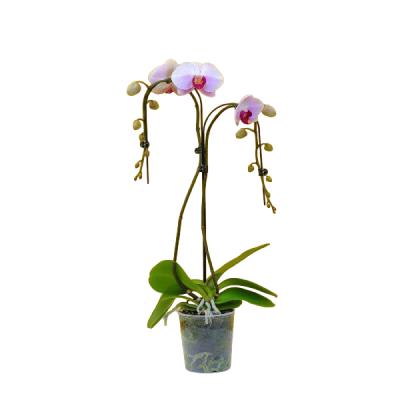 Фаленопсис Cascade 2 рр Гор12 Выс45 в интернет гипермаркете «Планета Лета». Фото