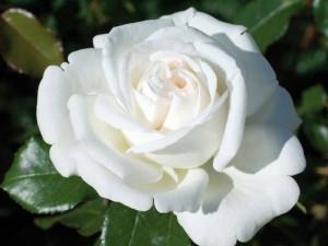 Роза чайно-гибридная Ломоносов, Гор23 Л в интернет гипермаркете «Планета Лета». Фото