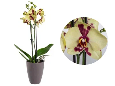 Фаленопсис 2 pp Aneta, Гор12, Выс65 в интернет гипермаркете «Планета Лета». Фото