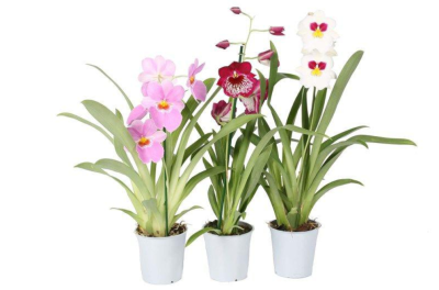 Мильтония mix, Гор9, Выс30 в интернет гипермаркете «Планета Лета». Фото