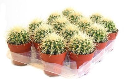 Эхинокактус Grusoni, Гор8, Выс15 в интернет гипермаркете «Планета Лета». Фото