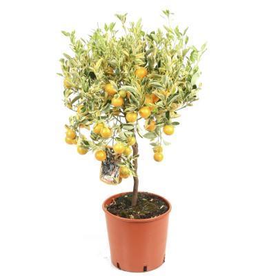 Цитрофортунелла Variegata Calamondin Op Stam, Гор15, Выс50 в интернет гипермаркете «Планета Лета». Фото