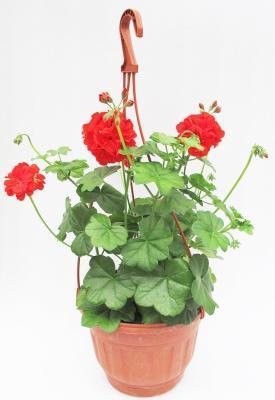 Пеларгония подвес, Гор25 М в интернет гипермаркете «Планета Лета». Фото
