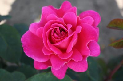 Роза чайно-гибридная Пинк Пис 7Ц в интернет гипермаркете «Планета Лета». Фото