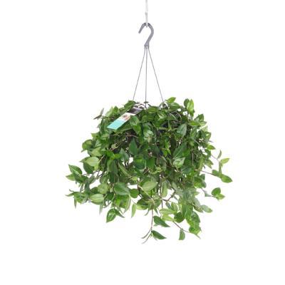 Традесканция подвесная, Гор18 М в интернет гипермаркете «Планета Лета». Фото