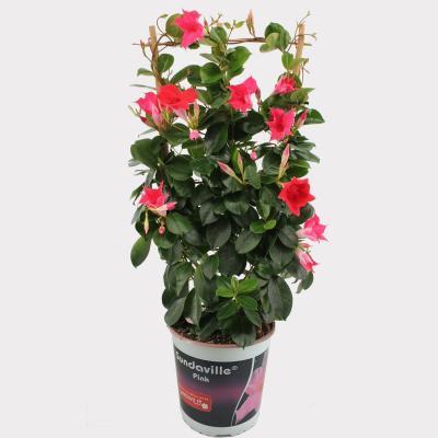 Мандевилла Sundaville Red, Гор17, Выс70 в интернет гипермаркете «Планета Лета». Фото