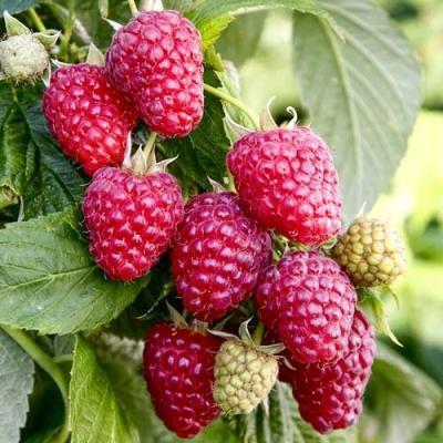 Малиновое Дерево Пингвин С3 Выс100 в интернет гипермаркете «Планета Лета». Фото