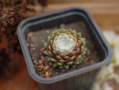 Молодило, Гор11 М в интернет гипермаркете «Планета Лета». Фото