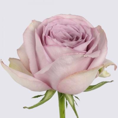 Роза чайно-гибрид Луллаби ОКС в интернет гипермаркете «Планета Лета». Фото