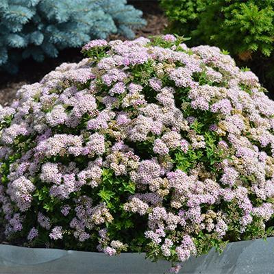 Спирея японская Джапаниз Дворф П в интернет гипермаркете «Планета Лета». Фото