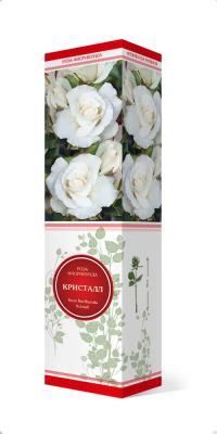 Роза флорибунда Кристал Палас П в интернет гипермаркете «Планета Лета». Фото