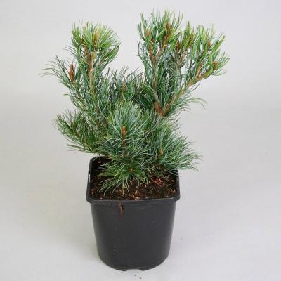Сосна мелкоцв.Glauca, Гор31, Выс70 в интернет гипермаркете «Планета Лета». Фото