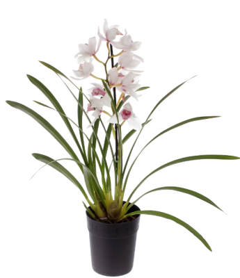 Цимбидиум Midi 1 pp, Гор14, Выс80 Уценка!!! в интернет гипермаркете «Планета Лета». Фото