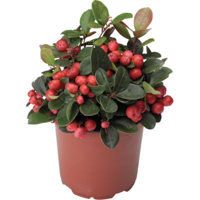 Гаультерия лежачая, Гор11, Выс15 в интернет гипермаркете «Планета Лета». Фото