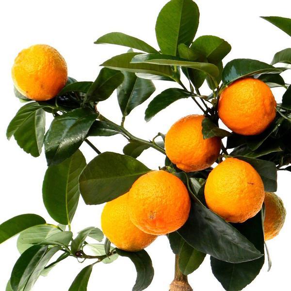 Цитрус Лайм Рангпур/ЦКор Питомник растений в интернет гипермаркете «Планета Лета». Фото Цитрус Лайм Рангпур/ЦКор в интернет гипермаркете «Планета Лета». Фото