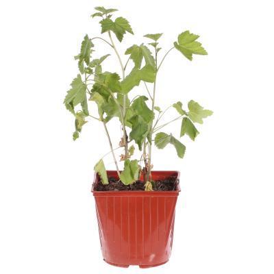 Смородина черная Ядреная Гор19 М в интернет гипермаркете «Планета Лета». Фото