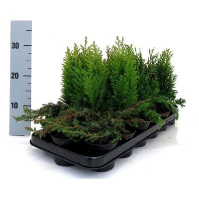 Хвойники микс, Гор9, Выс20 в интернет гипермаркете «Планета Лета». Фото