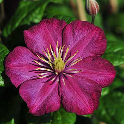 Клематис крупноцветковый Виль де Лион/ЦКор в интернет гипермаркете «Планета Лета». Фото