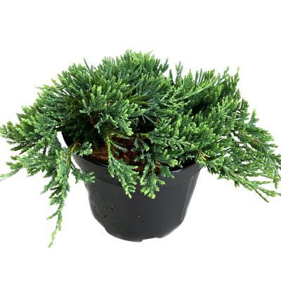 Можжевел.гориз.Wiltonii, Гор32, Выс80 И в интернет гипермаркете «Планета Лета». Фото