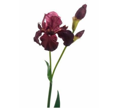 Ирис бургундия 110 см 1цв 2бут 30.03150097BRG в интернет гипермаркете «Планета Лета». Фото